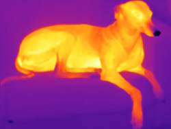dog thermal