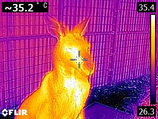 Kangaroo (Thermal).jpg